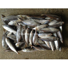 Frozen Big Eye Scard Fish (mackerel japonais)